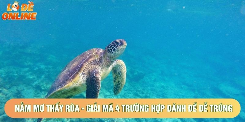 Nằm Mơ Thấy Rùa - Giải Mã 4 Trường Hợp Đánh Đề Dễ Trúng
