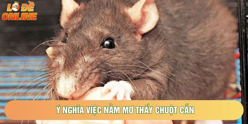 Ý nghĩa việc nằm mơ thấy chuột cắn Ý nghĩa việc nằm mơ thấy chuột cắn